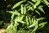  ( - BioBot06817)  @11 [ ] CreativeCommons - Attribution Non-Commercial Share-Alike (2010) Daniel H. Janzen Guanacaste Dry Forest Conservation Fund