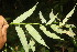  ( - BioBot06817)  @11 [ ] CreativeCommons - Attribution Non-Commercial Share-Alike (2010) Daniel H. Janzen Guanacaste Dry Forest Conservation Fund