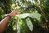  ( - BioBot06819)  @11 [ ] CreativeCommons - Attribution Non-Commercial Share-Alike (2010) Daniel H. Janzen Guanacaste Dry Forest Conservation Fund