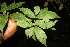  ( - BioBot06822)  @11 [ ] CreativeCommons - Attribution Non-Commercial Share-Alike (2010) Daniel H. Janzen Guanacaste Dry Forest Conservation Fund