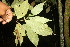  ( - BioBot06822)  @11 [ ] CreativeCommons - Attribution Non-Commercial Share-Alike (2010) Daniel H. Janzen Guanacaste Dry Forest Conservation Fund