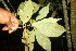  ( - BioBot06822)  @11 [ ] CreativeCommons - Attribution Non-Commercial Share-Alike (2010) Daniel H. Janzen Guanacaste Dry Forest Conservation Fund