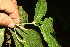  ( - BioBot06822)  @11 [ ] CreativeCommons - Attribution Non-Commercial Share-Alike (2010) Daniel H. Janzen Guanacaste Dry Forest Conservation Fund
