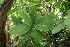  (Chrysochlamys glauca - BioBot06825)  @11 [ ] CreativeCommons - Attribution Non-Commercial Share-Alike (2010) Daniel H. Janzen Guanacaste Dry Forest Conservation Fund