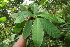  ( - BioBot06825)  @11 [ ] CreativeCommons - Attribution Non-Commercial Share-Alike (2010) Daniel H. Janzen Guanacaste Dry Forest Conservation Fund