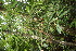  ( - BioBot06830)  @11 [ ] CreativeCommons - Attribution Non-Commercial Share-Alike (2010) Daniel H. Janzen Guanacaste Dry Forest Conservation Fund