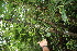  ( - BioBot06830)  @11 [ ] CreativeCommons - Attribution Non-Commercial Share-Alike (2010) Daniel H. Janzen Guanacaste Dry Forest Conservation Fund