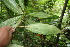  ( - BioBot06830)  @11 [ ] CreativeCommons - Attribution Non-Commercial Share-Alike (2010) Daniel H. Janzen Guanacaste Dry Forest Conservation Fund