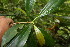  ( - BioBot06830)  @11 [ ] CreativeCommons - Attribution Non-Commercial Share-Alike (2010) Daniel H. Janzen Guanacaste Dry Forest Conservation Fund