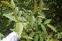  ( - BioBot06832)  @11 [ ] CreativeCommons - Attribution Non-Commercial Share-Alike (2010) Daniel H. Janzen Guanacaste Dry Forest Conservation Fund