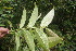  ( - BioBot06832)  @11 [ ] CreativeCommons - Attribution Non-Commercial Share-Alike (2010) Daniel H. Janzen Guanacaste Dry Forest Conservation Fund