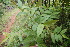  ( - BioBot06833)  @11 [ ] CreativeCommons - Attribution Non-Commercial Share-Alike (2010) Daniel H. Janzen Guanacaste Dry Forest Conservation Fund