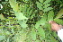 ( - BioBot06833)  @11 [ ] CreativeCommons - Attribution Non-Commercial Share-Alike (2010) Daniel H. Janzen Guanacaste Dry Forest Conservation Fund
