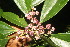  (Araliaceae Jorge223 - BioBot06834)  @11 [ ] CreativeCommons - Attribution Non-Commercial Share-Alike (2010) Daniel H. Janzen Guanacaste Dry Forest Conservation Fund