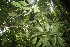  ( - BioBot06838)  @11 [ ] CreativeCommons - Attribution Non-Commercial Share-Alike (2010) Daniel H. Janzen Guanacaste Dry Forest Conservation Fund