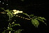  ( - BioBot06838)  @11 [ ] CreativeCommons - Attribution Non-Commercial Share-Alike (2010) Daniel H. Janzen Guanacaste Dry Forest Conservation Fund