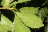  ( - BioBot06838)  @11 [ ] CreativeCommons - Attribution Non-Commercial Share-Alike (2010) Daniel H. Janzen Guanacaste Dry Forest Conservation Fund