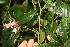  ( - BioBot06839)  @11 [ ] CreativeCommons - Attribution Non-Commercial Share-Alike (2010) Daniel H. Janzen Guanacaste Dry Forest Conservation Fund