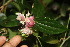  ( - BioBot06839)  @11 [ ] CreativeCommons - Attribution Non-Commercial Share-Alike (2010) Daniel H. Janzen Guanacaste Dry Forest Conservation Fund