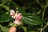  (Ericaceae Jorge225 - BioBot06839)  @11 [ ] CreativeCommons - Attribution Non-Commercial Share-Alike (2010) Daniel H. Janzen Guanacaste Dry Forest Conservation Fund