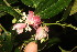  ( - BioBot06839)  @11 [ ] CreativeCommons - Attribution Non-Commercial Share-Alike (2010) Daniel H. Janzen Guanacaste Dry Forest Conservation Fund