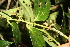  ( - BioBot06839)  @11 [ ] CreativeCommons - Attribution Non-Commercial Share-Alike (2010) Daniel H. Janzen Guanacaste Dry Forest Conservation Fund