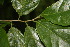  ( - BioBot06848)  @11 [ ] CreativeCommons - Attribution Non-Commercial Share-Alike (2010) Daniel H. Janzen Guanacaste Dry Forest Conservation Fund