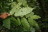  ( - BioBot06849)  @11 [ ] CreativeCommons - Attribution Non-Commercial Share-Alike (2010) Daniel H. Janzen Guanacaste Dry Forest Conservation Fund