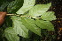  ( - BioBot06849)  @11 [ ] CreativeCommons - Attribution Non-Commercial Share-Alike (2010) Daniel H. Janzen Guanacaste Dry Forest Conservation Fund