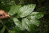  ( - BioBot06849)  @11 [ ] CreativeCommons - Attribution Non-Commercial Share-Alike (2010) Daniel H. Janzen Guanacaste Dry Forest Conservation Fund