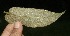  ( - BioBot10034)  @11 [ ] Copyright (2010) Unspecified Unspecified
