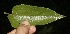  ( - BioBot10035)  @11 [ ] Copyright (2010) Unspecified Unspecified