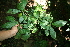  ( - BioBot10075)  @11 [ ] CreativeCommons - Attribution Non-Commercial Share-Alike (2010) Daniel H. Janzen Guanacaste Dry Forest Conservation Fund