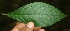  ( - BioBot10075)  @11 [ ] Copyright (2010) Unspecified Unspecified