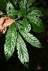  ( - BioBot10082)  @11 [ ] Copyright (2010) Unspecified Unspecified