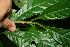  ( - BioBot10082)  @11 [ ] CreativeCommons - Attribution Non-Commercial Share-Alike (2010) Daniel H. Janzen Guanacaste Dry Forest Conservation Fund