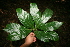  ( - BioBot10083)  @11 [ ] Copyright (2010) Unspecified Unspecified