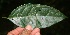  (Prunus brachybotrya - BioBot10091)  @11 [ ] Copyright (2010) Unspecified Unspecified
