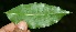  ( - BioBot10096)  @11 [ ] Copyright (2010) Unspecified Unspecified