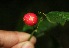  ( - BioBot10096)  @11 [ ] Copyright (2010) Unspecified Unspecified