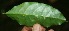  ( - BioBot10098)  @11 [ ] Copyright (2010) Unspecified Unspecified