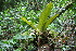  ( - BioBot10150)  @11 [ ] CreativeCommons - Attribution Non-Commercial Share-Alike (2011) Daniel H. Janzen Guanacaste Dry Forest Conservation Fund