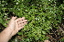  ( - BioBot10161)  @11 [ ] CreativeCommons - Attribution Non-Commercial Share-Alike (2011) Daniel H. Janzen Guanacaste Dry Forest Conservation Fund