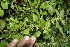  ( - BioBot10161)  @11 [ ] CreativeCommons - Attribution Non-Commercial Share-Alike (2011) Daniel H. Janzen Guanacaste Dry Forest Conservation Fund