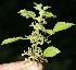  ( - BioBot10161)  @11 [ ] Copyright (2010) Unspecified Unspecified