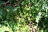  ( - BioBot10162)  @11 [ ] CreativeCommons - Attribution Non-Commercial Share-Alike (2011) Daniel H. Janzen Guanacaste Dry Forest Conservation Fund