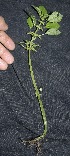  ( - BioBot10162)  @11 [ ] Copyright (2010) Unspecified Unspecified