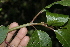  ( - BioBot10164)  @11 [ ] CreativeCommons - Attribution Non-Commercial Share-Alike (2011) Daniel H. Janzen Guanacaste Dry Forest Conservation Fund