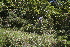  ( - BioBot10188)  @11 [ ] CreativeCommons - Attribution Non-Commercial Share-Alike (2011) Daniel H. Janzen Guanacaste Dry Forest Conservation Fund