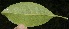  ( - BioBot10195)  @11 [ ] CreativeCommons - Attribution Non-Commercial Share-Alike (2011) Daniel H. Janzen Guanacaste Dry Forest Conservation Fund